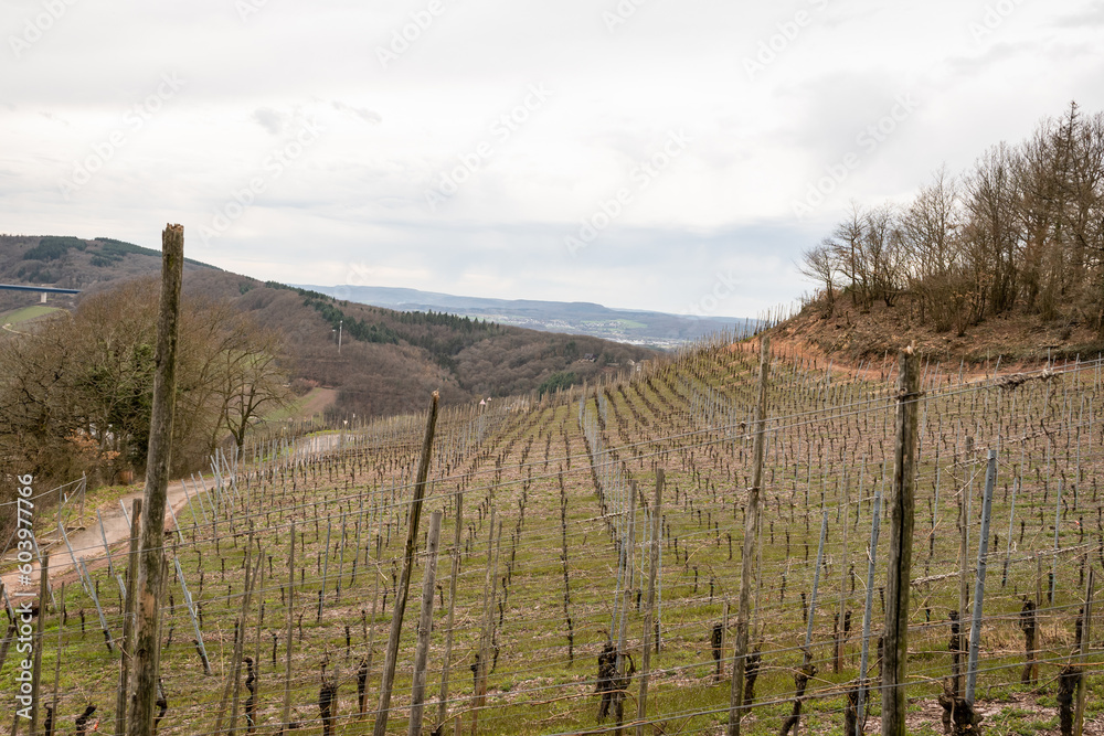 white wine vinyards in German mosselle valley. Industrial farming uses sticks and rope for grapevine to grow on. Agricultural crop is typical delicacy of the region, grey day makes wet environment