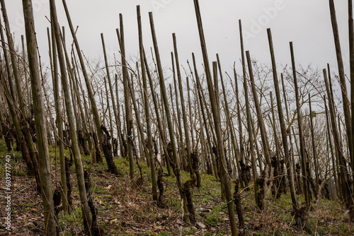 white wine vinyards in German mosselle valley. Industrial farming uses sticks and rope for grapevine to grow on. Agricultural crop is typical delicacy of the region, grey day makes wet environment photo