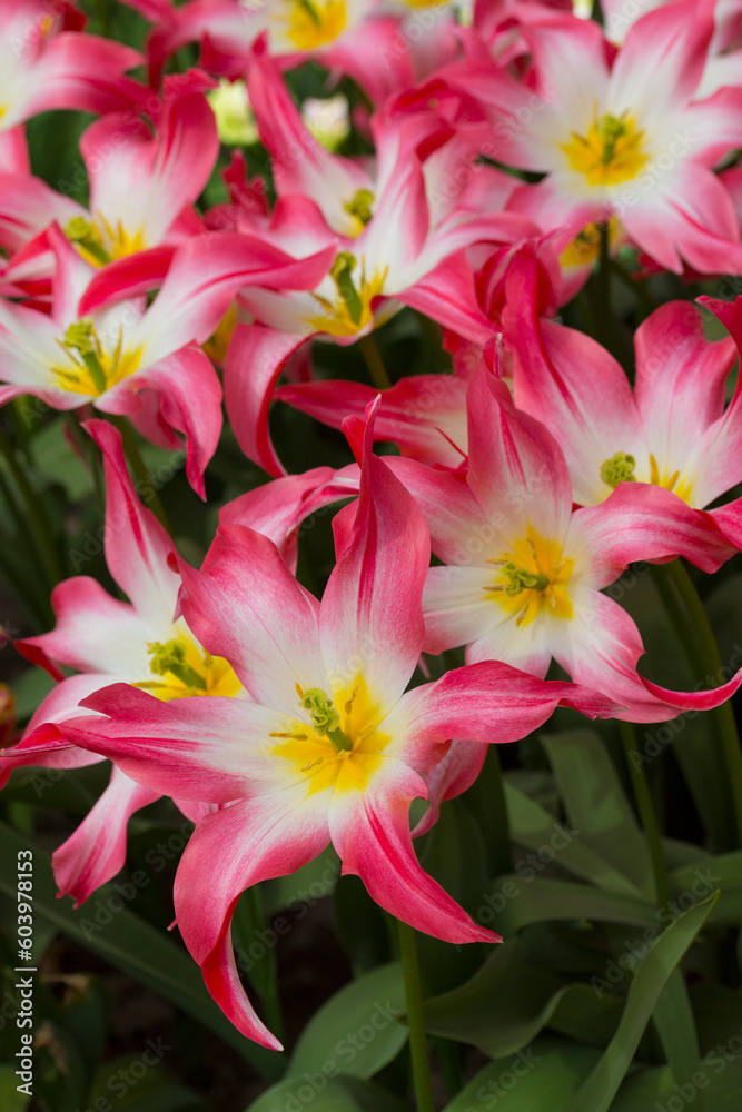 New sort of tulip Cheerleader. Top view, Netherlands New sort of tulip Cheerleader. Top view, Netherlands
