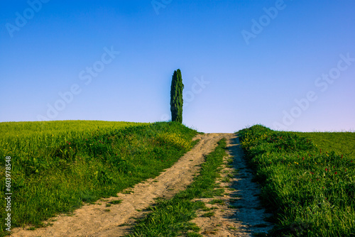 Cypress trees on the green tuscan hills in the Orcia Valley in spring