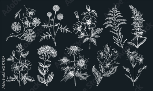 Hand drawn garden summer flower collection. Garden flowering plants, herbs, meadowes sketches. Botanical illustrations on chalkboard. Floral design element in engraved style for prints, cards