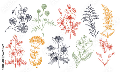 Hand drawn garden summer flower collection. Garden flowering plants sketches in color. Botanical illustrations isolated on white background. Floral design element in engraved style for prints, cards