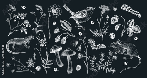 Summer design elements in sketched style. Botanical drawings of wildflowers, herbs, meadows, berries, animals and birds. Vintage wildlife hand-drawn illustrations. Field plants sketches on chalkboard.