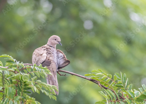 turkish turtle dove sitting on a branch
