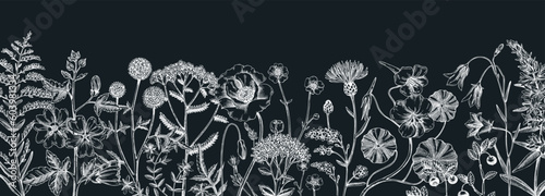 Summer background with field flowers in sketch style. Hand drawn wildflowers border on chalkboard. Herbs, meadows, flowering plants vector illustrations. Floral design for banner, packaging, print