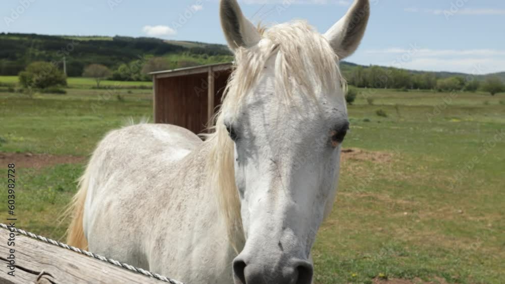 cheval blanc dans une pâture