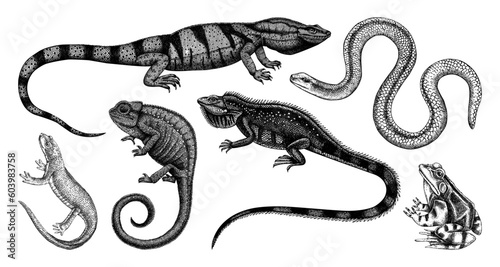 Sketched animals collection in sketch style. Vintage animal drawings isolated on white background. Hand drawn reptiles and amphibians outlines. Herpetofauna and wildlife illustrations