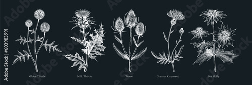 Papier peint Vector botanical illustrations collection