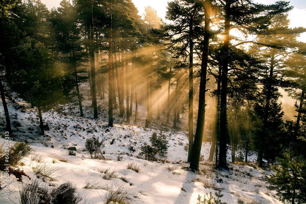 Pinos en el cerro de las Polvorosas Pinos en el cerro de las Polvorosas
