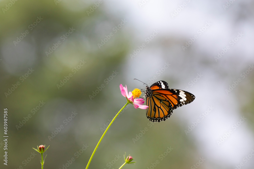 Fototapeta premium Striped tiger (Danaus genutia), the common tiger feeding on Cosmos flowers 