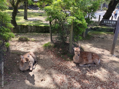 Promenade dans la ville de Nara au Japon, dans une zone urbaine et forestière avec les daims, marchant partout, animal en liberté et incourtounable, attraction touristique, dans leur coin naturel photo