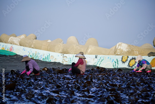 미역, 다시마, 양식장, 어촌, 미역양식, 다시마양식, 등대, 바다, 물가, 섬, 테트라포트, 방파제