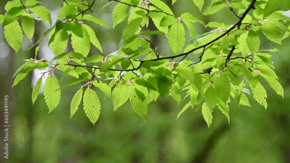 Mesmerizing motion of leaves in the wind in the forest. Mesmerizing motion of leaves in the wind in the forest.
