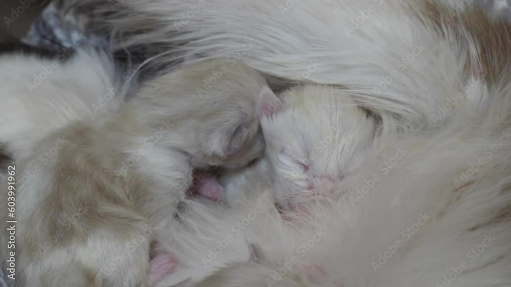 Macro Ragdoll cat family feline giving birth to infant kitty pet breast feeding sucking milk Macro Ragdoll cat family feline giving birth to infant kitty pet breast feeding sucking milk