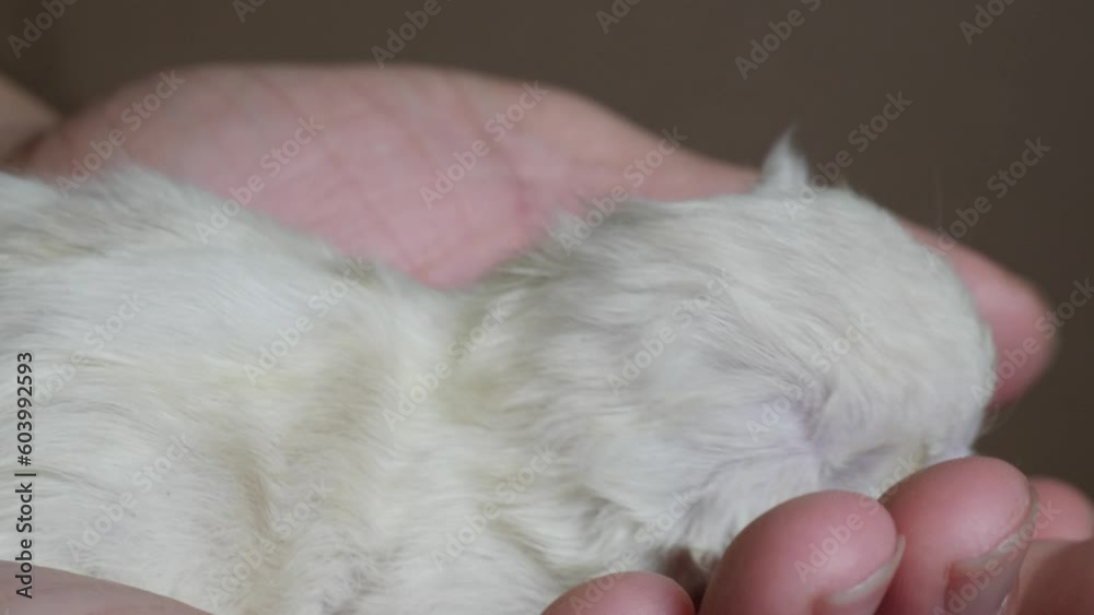 Macro Ragdoll cat family feline giving birth to infant kitty pet in hand sleeping Macro Ragdoll cat family feline giving birth to infant kitty pet in hand sleeping