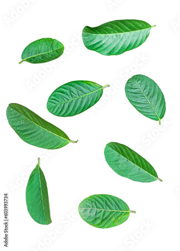 green guava leaves pattern isolated on white, A green guava leaves of a plant in white a white ground, leaf of a plant transparent background © DesignerSaidur