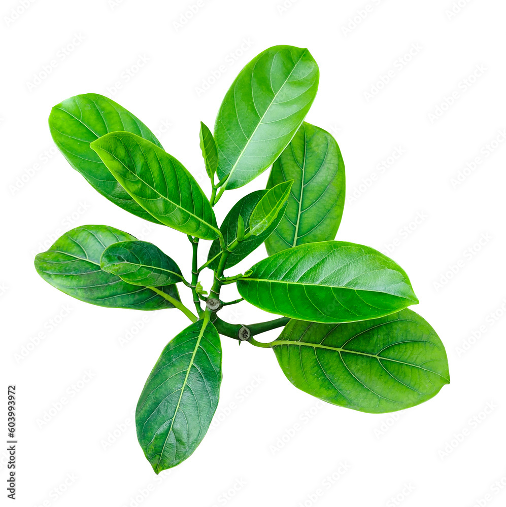 Fototapeta premium Jackfruit tree leaf fresh basil leaves isolated, Green leaves on a white transparent background, green leaves, leaves, transparent png