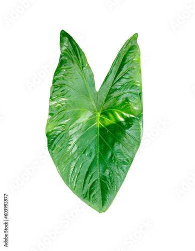 raw leaves green leaf isolated on white  Green leaves on a white transparent background  green leaves  leaves  transparent png