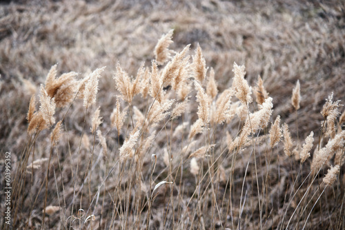 beautiful abstract background with dry reed grass