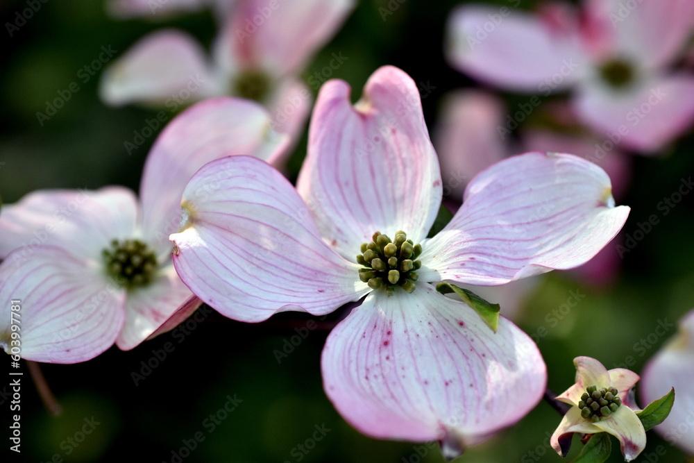 Rosa blühender Hartriegel-Zweig im Frühling Rosa blühender Hartriegel-Zweig im Frühling