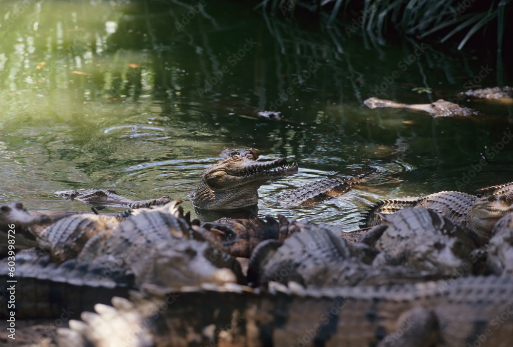 Freshwater crocodile Freshwater crocodile