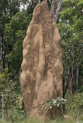 Coptotermes acinaciformis photo