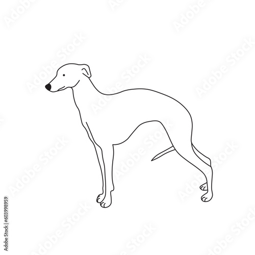 One line drawing. Dog Vector illustration.  Whippet breed