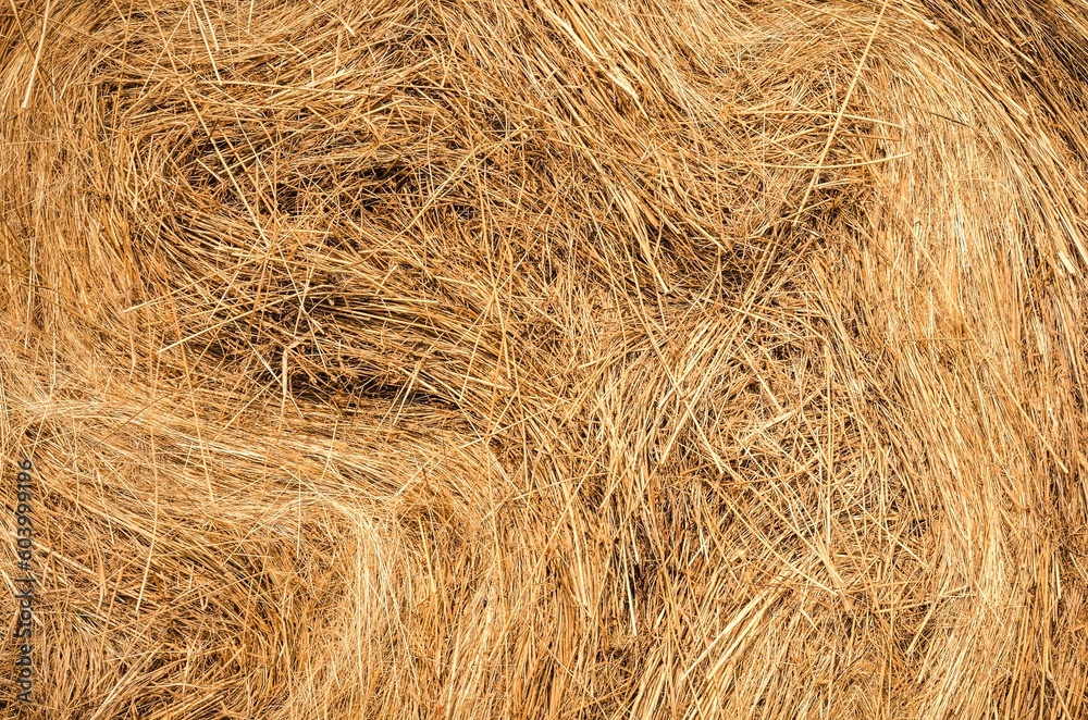 Summer season and straw texture. Close-up of golden dry straw. Summer season and straw texture. Close-up of golden dry straw.