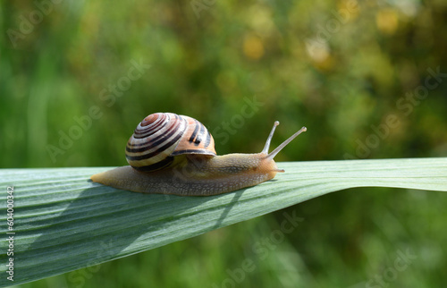 Closeup of a striped grove snail on the leaf