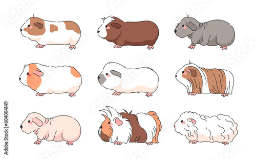 Vector Guinea Pig Breeds Collection - Isolated set of american, crested, skinny, himalayan, merino, silky, teddy, sheba guinea pigs.
