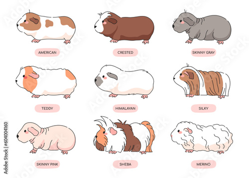 Guinea Pig Breeds Icon Set. Isolated Illustrations on White Background. Animal rodents collection. Different Types of Guinea Pigs - american, crested, skinny, himalayan, merino, silky, teddy, sheba,