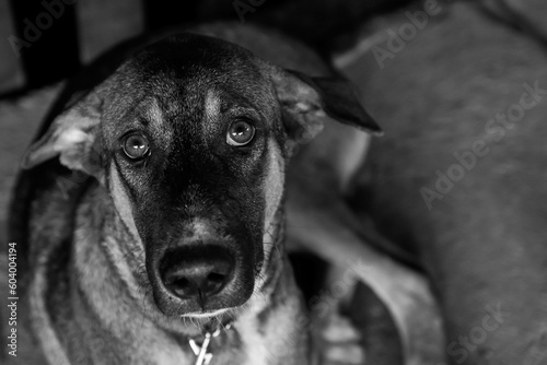The begging gaze of the dog as it was chained, Poor Stray dog are captured - Black and White scene