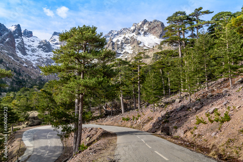 Winding road through pine forest in front of snowy mountain range - Monte Cinto, Haute Corse, Corsica