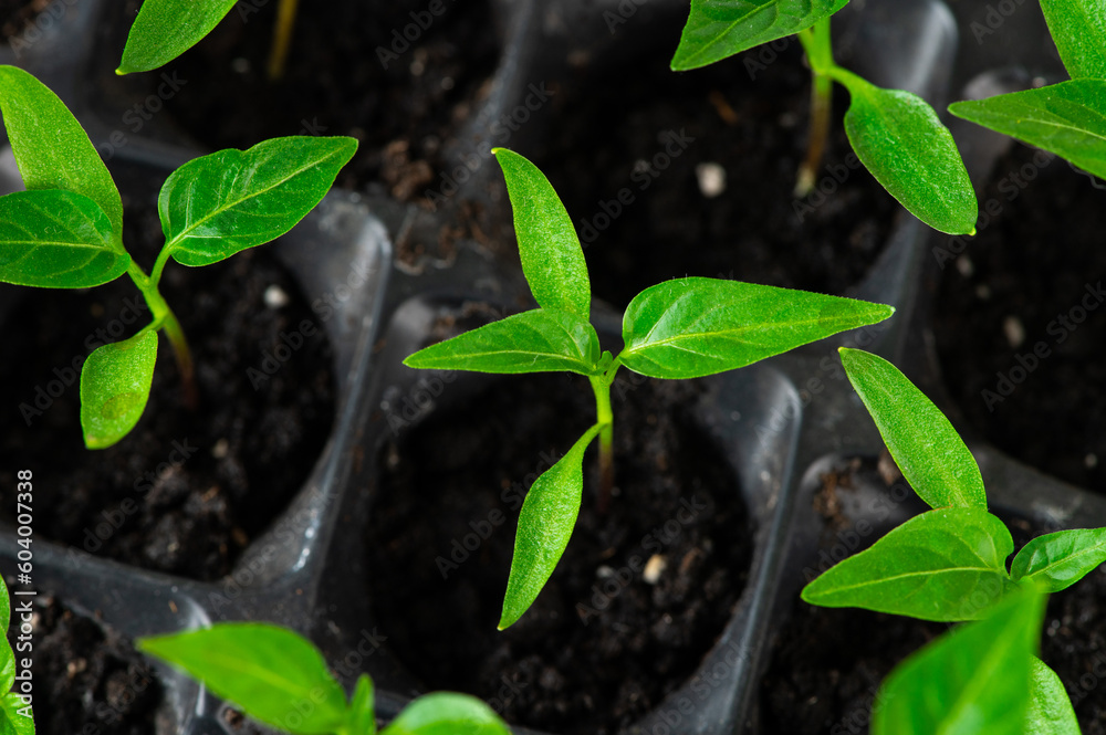 Tray with green seedlings in the greenhouse. Pepper seedlings. Organic microplants