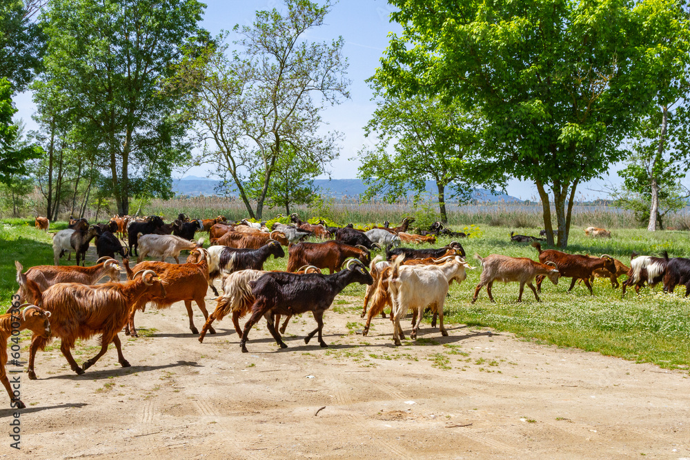 Ziegenherde am Volvisee, Griechenland, Chalkidiki Ziegenherde am Volvisee, Griechenland, Chalkidiki