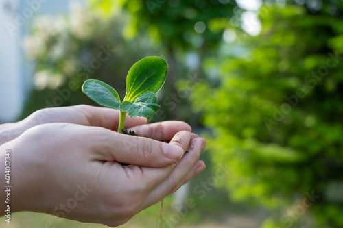 A woman holds a sprout in her hands outdoors.