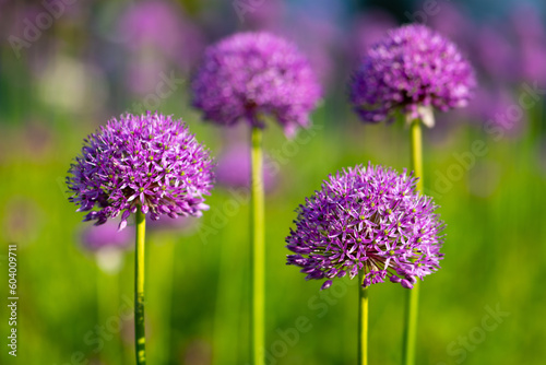 Giant onion flowers (Allium giganteum), a beautiful flowering garden plant with small globes of intense violet and purple umbels at springtime in Germany. Macro close up with selective focus.