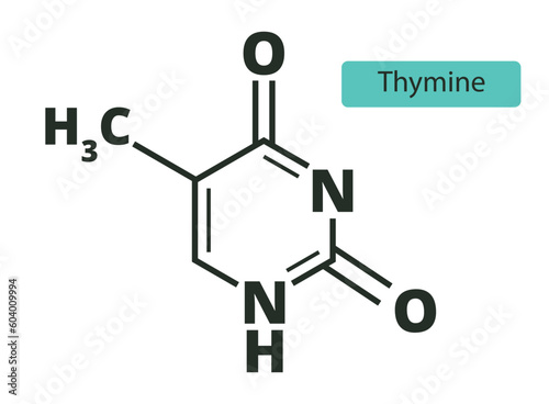 Thymine molecular skeletal  chemical formula on white background