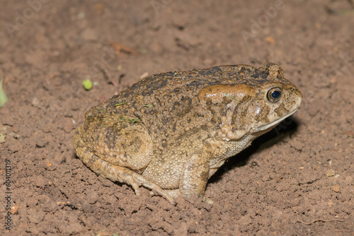 Guttural toad (Amietophrynus gutturalis)	 photo