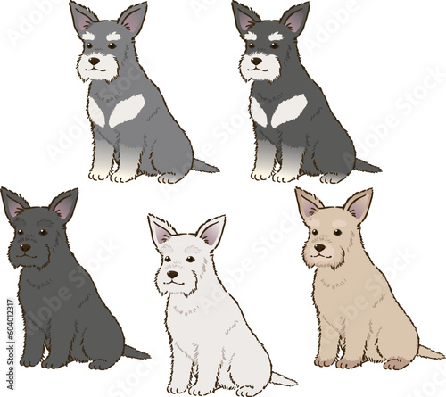 色々な毛色のシュナウザー（立ち耳）