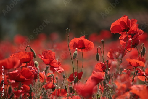 Poppies in a Field in Provence, France