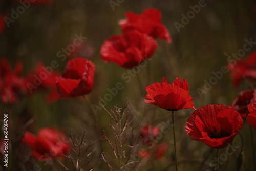 Poppies in a Field in Provence  France