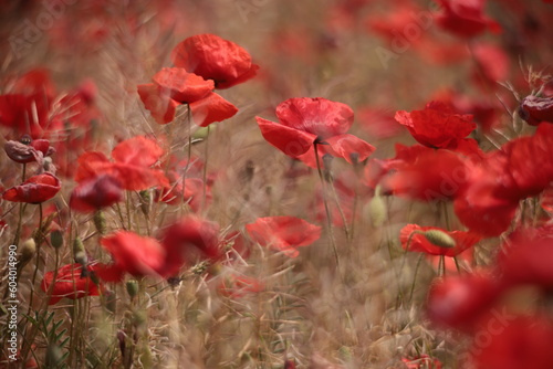 Poppies in a Field in Provence, France