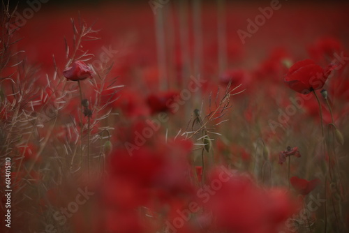 Poppies in a Field in Provence, France