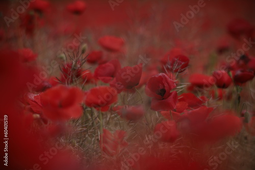 Poppies in a Field in Provence, France