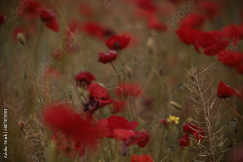 Poppies in a Field in Provence, France