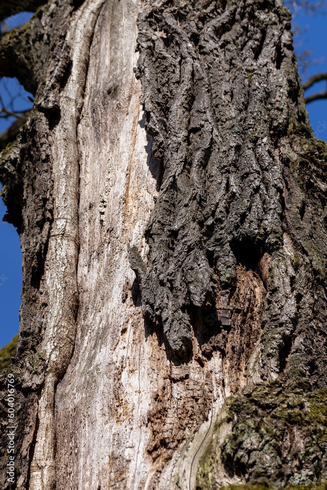 tree bark illuminated by sunlight in the morning