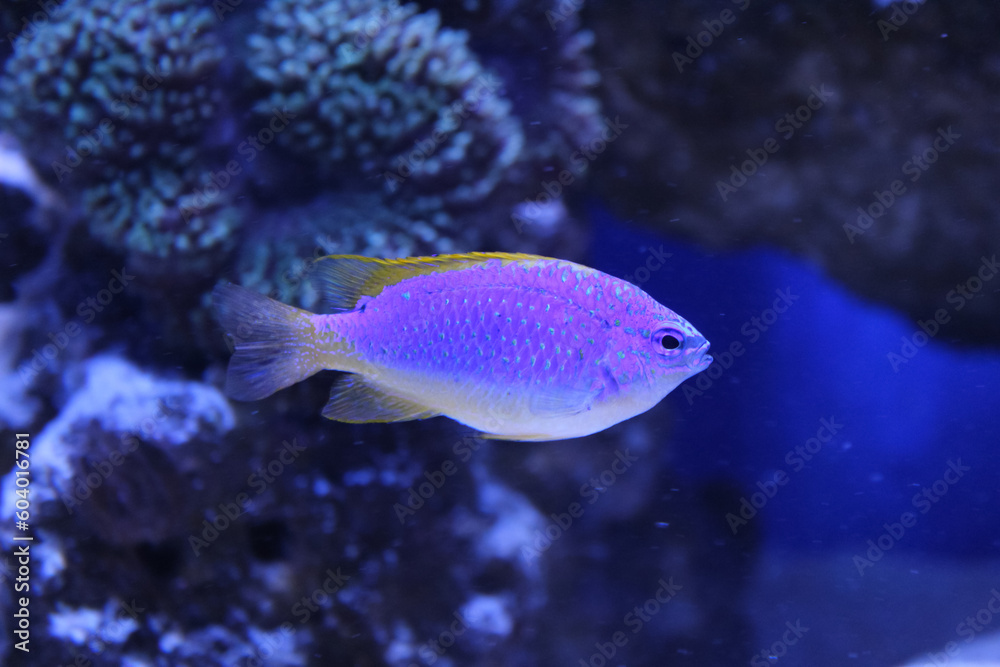 Oceanarium. Purple neon light. Fish in aquarium, close-up view. Coral reef. Marine life. Sea animal. Ocean wildlife. Diving. Oceanarium. Purple neon light. Fish in aquarium, close-up view. Coral reef. Marine life. Sea animal. Ocean wildlife. Diving.