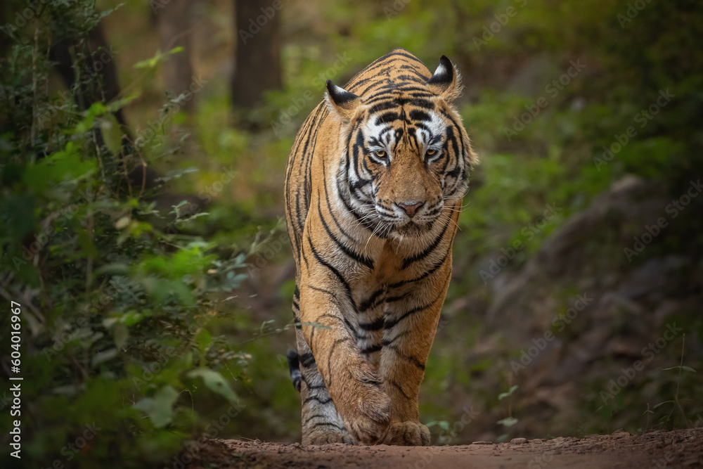 Obraz premium Wild tiger in the nature habitat. Tigers walking during the golden light time. Wildlife scene with danger animal. Hot summer in India. Dry area with beautiful indian tiger, Panthera tigris tigris.