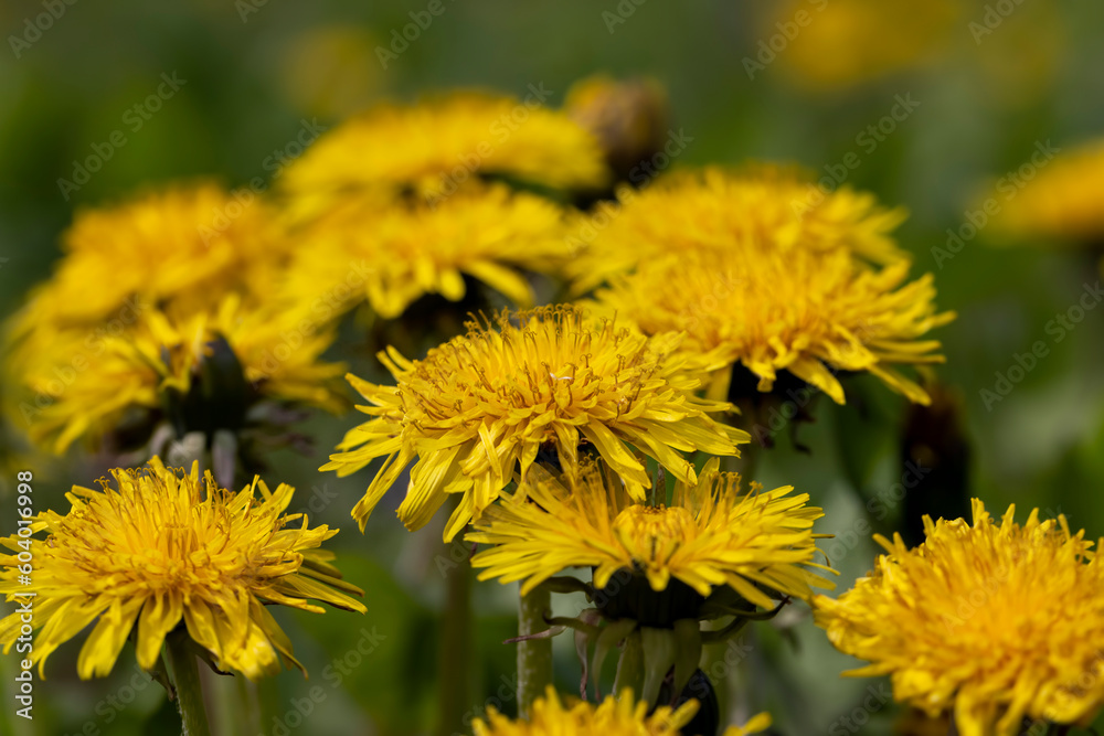 yellow blooming dandelions in the spring season yellow blooming dandelions in the spring season
